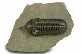 Prone Morocconites Trilobite Fossil - Ofaten, Morocco #382687-3